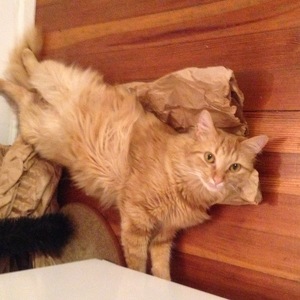 Team Page: Cat Crawlers!